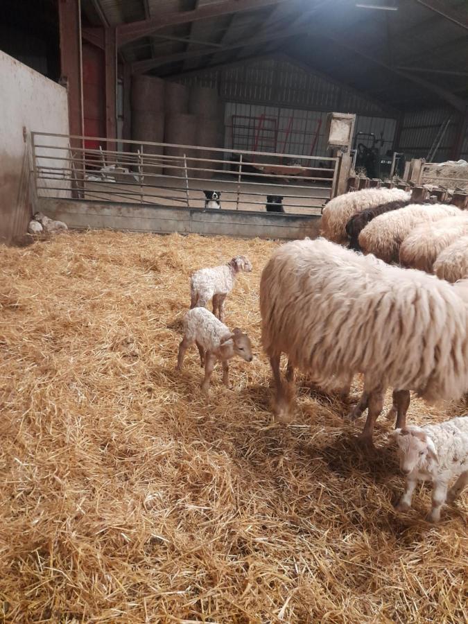 Gite A La Ferme Larranda Suhescun Exterior foto